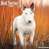 Bull Terrier 2026 Calendar | Square Wall Calendar | Dog Breed Gift | Plastic Free Packaging | by Avonside Publishing