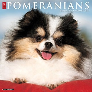 pomeranian puppies alberta pomeranian breeders in alberta freedoglistings pomeranian puppies alberta pomeranian breeders in alberta freedoglistings