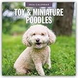Toy and Miniature Poodles 2026 Square Wall Calendar