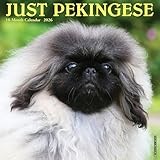 Pekingese 2026 12 X 12 Wall Calendar