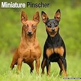 Miniature Pinscher 2026 Calendar | Square Wall Calendar | Dog Breed Gift | Plastic Free Packaging | by Avonside Publishing