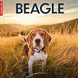 Beagle 2026 Calendar: Adorable Beagles in Stunning Photography – A Year of Playfulness, Loyalty, and Charm