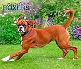 For the Love of Boxers | 2026 14 x 24 Inch (Hanging) Monthly Deluxe Wall Calendar | Foil Stamped Cover | Plastic-Free | BrownTrout | Animal Dog Breeds