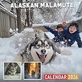 Alaskan Malamute Calendar 2026: Powerful and Loyal Malamutes in Action Shots