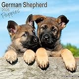 German Shepherd Puppies 2026 Calendar | Square Wall Calendar | Dog Breed Gift | Plastic Free Packaging | by Avonside Publishing