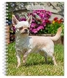 Chihuahuas | 2026 6 x 7.75 Inch Spiral-Bound Wire-O Weekly Engagement Planner Calendar | New Full-Color Image Every Week | BrownTrout | Animals Small Dog Breeds
