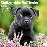 Staffordshire Bull Terrier calendar thumbnail