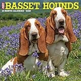Basset Hounds 2026 Wall Calendar