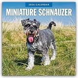 Miniature Schnauzer 2026 Square Wall Calendar