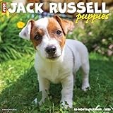 Jack Russell Puppies 2026 12 X 12 Wall Calendar