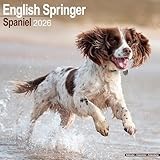 English Springer Spaniel calendar thumbnail