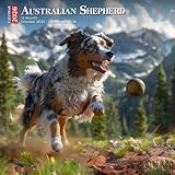 Australian Shepherd Calendar 2026: Loyal Herding Companions in Action and Rest