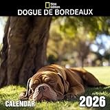 Dogue De Bordeaux Calendar 2026: Powerful presence and gentle hearts featured through the year | Kalender Calendario Calendrier