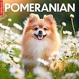 Pomeranian 2026 Calendar: Fluffy Pomeranians in Adorable Photography – A Year of Joy and Cuteness