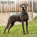 Great Dane calendar thumbnail