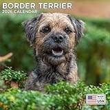 2026 Border Terrier Calendar - Dog Breed Wall Calendar - 12 x 24 Open - Thick No-Bleed Paper - 14 Month Planner Calendar Organizing & Planning