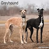 Greyhound 2026 Calendar | Square Wall Calendar | Dog Breed Gift | Plastic Free Packaging | by Avonside Publishing