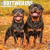 Rottweilers 2026 Wall Calendar