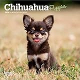 Chihuahua Puppies | 2026 7 x 14 Inch (Hanging) Monthly Mini Wall Calendar | BrownTrout | Animals Small Dog Breeds Puppy