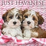 Havanese 2026 Wall Calendar