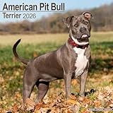 American Pit Bull Terrier 2026 Calendar | Square Wall Calendar | Dog Breed Gift | Plastic Free Packaging | by Avonside Publishing