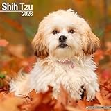 Shih Tzu 2026 Calendar | Square Wall Calendar | Dog Breed Gift | Plastic Free Packaging | by Avonside Publishing