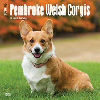 Pembroke Welsh Corgi Breeders in California