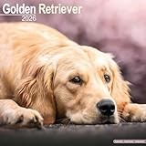 Golden Retriever 2026 Calendar | Square Wall Calendar | Dog Breed Gift | Plastic Free Packaging | by Avonside Publishing