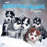 Siberian Husky calendar thumbnail