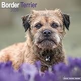 Border Terrier 2026 Calendar | Square Wall Calendar | Dog Breed Gift | Plastic Free Packaging | by Avonside Publishing