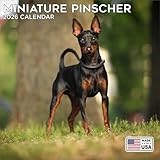 2026 Miniature Pinscher Calendar - Dog Breed Wall Calendar - 12 x 24 Open - Thick No-Bleed Paper - 14 Month Planner Calendar Organizing & Planning