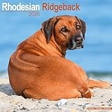 Rhodesian Ridgeback calendar thumbnail