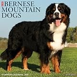 Bernese Mountain Dogs 2026 Wall Calendar