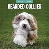 Bearded Collies 2026 Square Wall Calendar