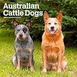 Australian Cattle Dog calendar thumbnail