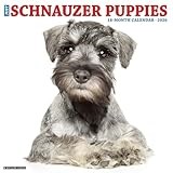 Schnauzer Puppies 2026 12 X 12 Wall Calendar