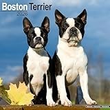 Boston Terrier 2026 Calendar | Square Wall Calendar | Dog Breed Gift | Plastic Free Packaging | by Avonside Publishing