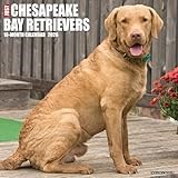 Chesapeake Bay Retrievers 2026 12 X 12 Wall Calendar