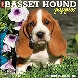Basset Hound Puppies 2026 12 X 12 Wall Calendar