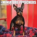 Miniature Pinschers 2026 Wall Calendar