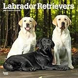 Labrador Retrievers | 2026 12 x 24 Inch (Hanging) Monthly Square Wall Calendar | Plastic-Free | BrownTrout | Animals Dog Breeds