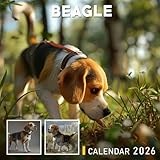 Beagle Calendar 2026: Happy-Go-Lucky Companions with Big Eyes and Brave Hearts