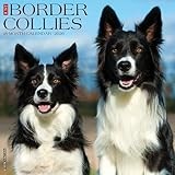 Border Collies 2026 Wall Calendar