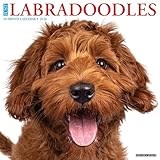 Labradoodles 2026 Wall Calendar