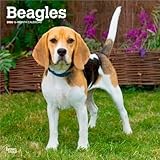Beagle calendar thumbnail