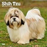 Shih Tzu | 2026 12 x 24 Inch (Hanging) Monthly Square Wall Calendar | Plastic-Free | BrownTrout | Animals Small Dog Breeds