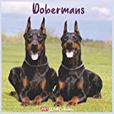 2021 Doberman Pinscher Calendars