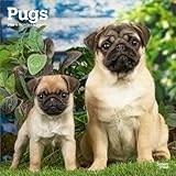 Pugs | 2026 12 x 24 Inch (Hanging) Monthly Square Wall Calendar | Plastic-Free | BrownTrout | Animals Dog Breeds