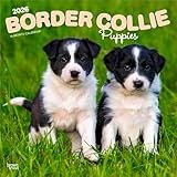 Border Collie Puppies | 2026 12 x 24 Inch (Hanging) Monthly Square Wall Calendar | Plastic-Free | BrownTrout | Animals Dog Breeds Collie Puppy
