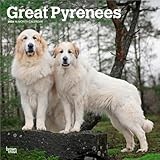 Great Pyrenees calendar thumbnail